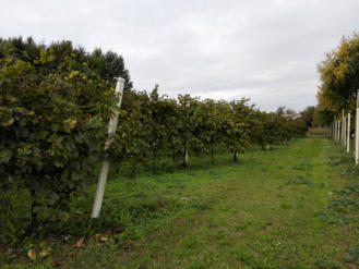 Produciamo con passione e volontà.