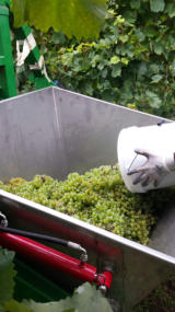 Vendemmia Manuale = Cura ed attenzione per l'uva.